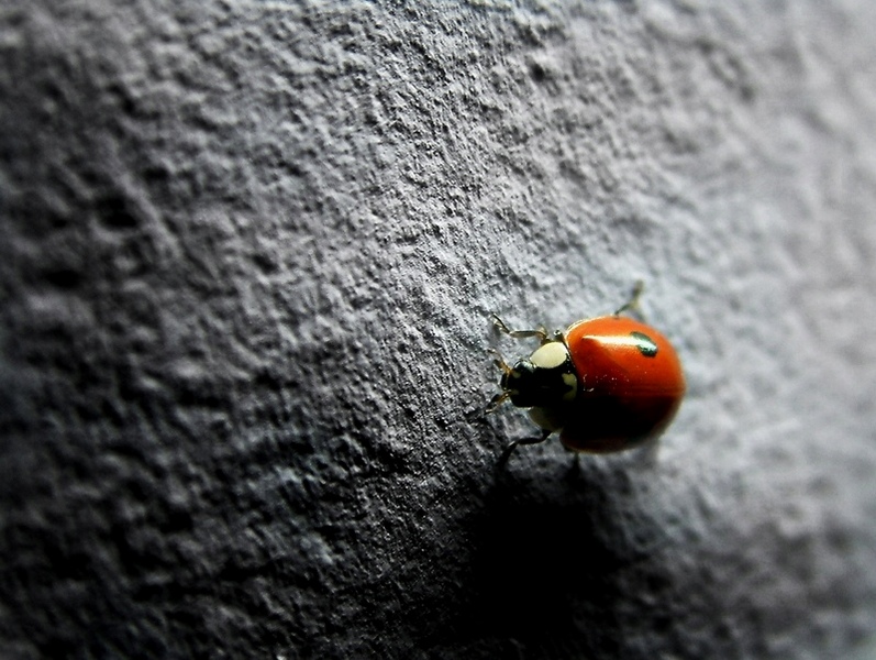 ladybird.