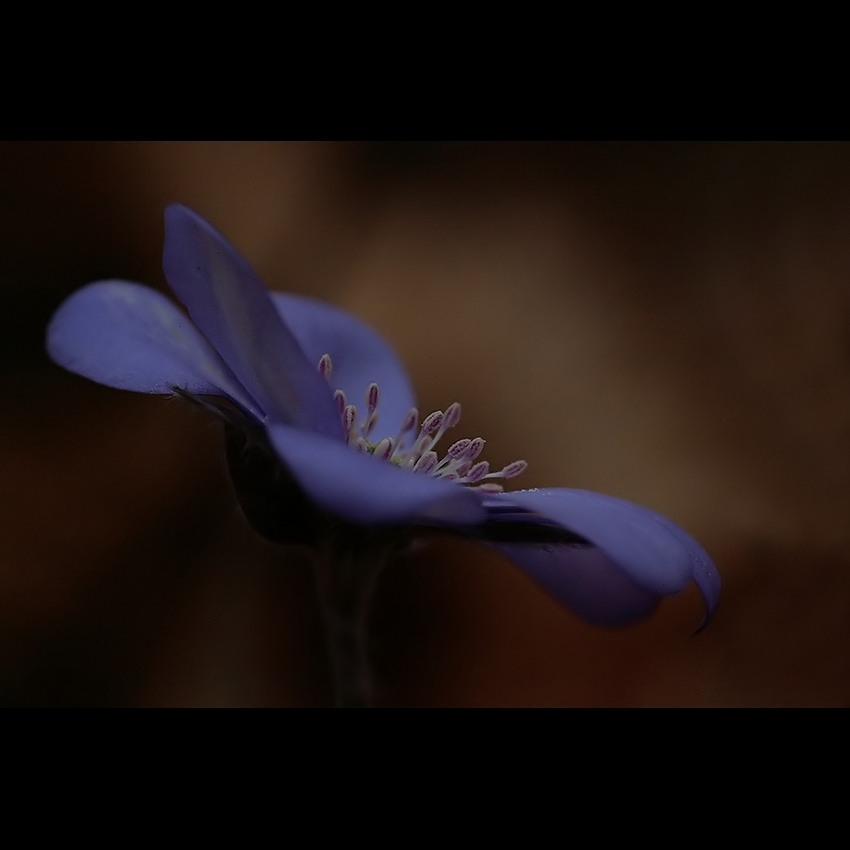 Hepatica nobilis ;)