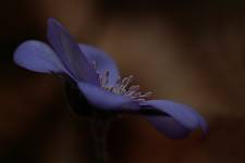 Hepatica nobilis ;)