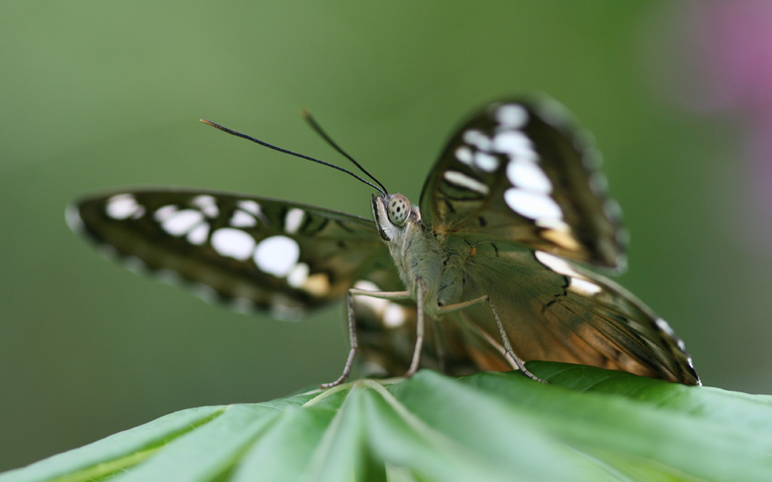 Clipper (Parthenos sylvia)