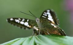 Clipper (Parthenos sylvia)