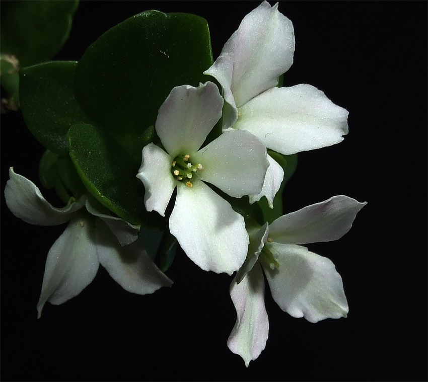 Calanchoe