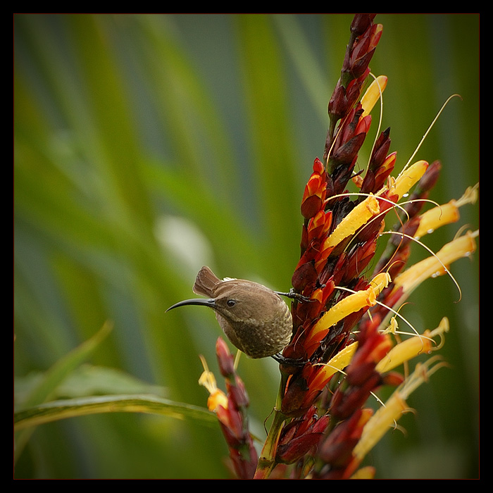 little bird