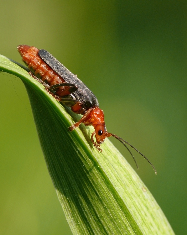 Omomiłek szary