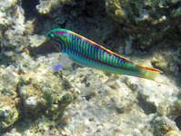 Morze Czerwone, Klunzinger's wrasse (Thalassoma klunzingeri)