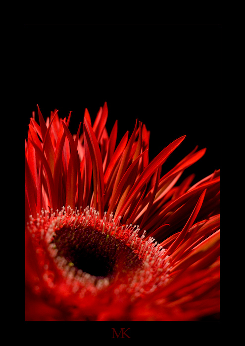 Gerbera