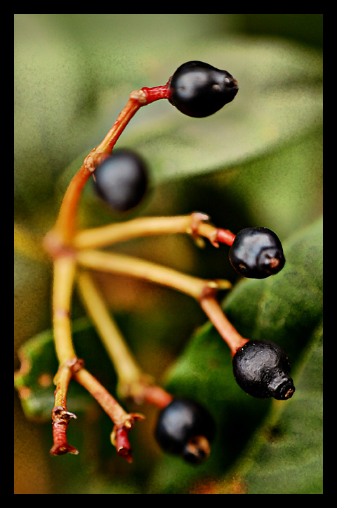 Berries