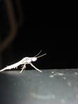 ćma nocą