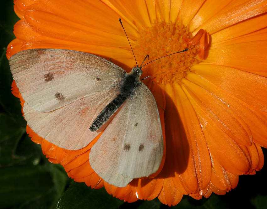 Orange white