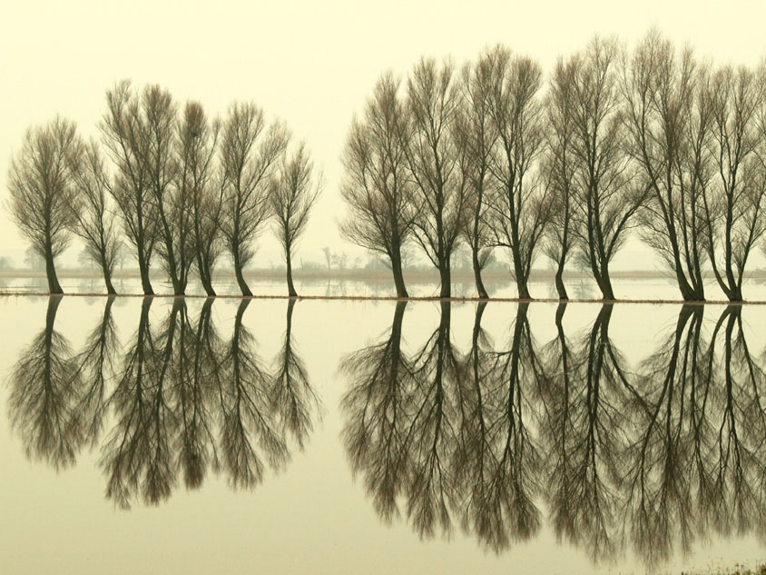 ranek nad Narwią