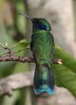 Sparkling violet ear hummingbird (Colibri coruscans)