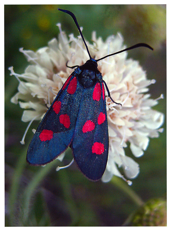 Kraśnik sześcioplamek  (Zygaena filipendulae)