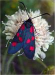 Kraśnik sześcioplamek  (Zygaena filipendulae)