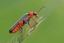 ~Cantharis fusca~