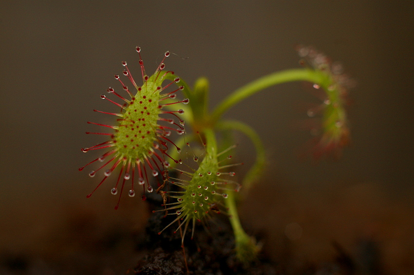 Drocera capensis