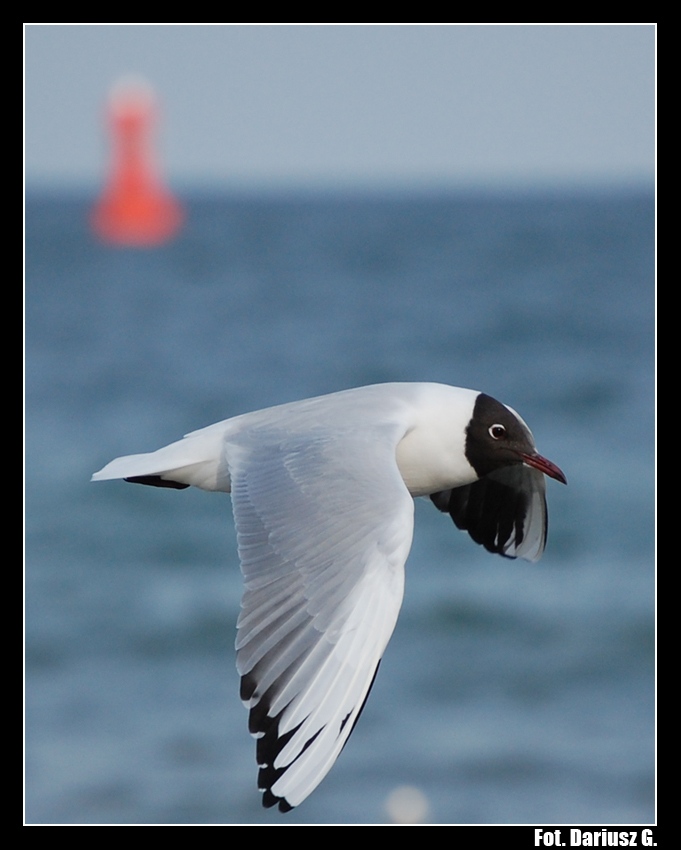 Larus ridibundus