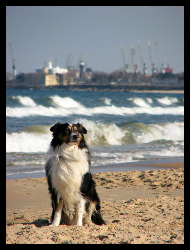 beach dog 1 ;-)