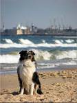 beach dog 1 ;-)