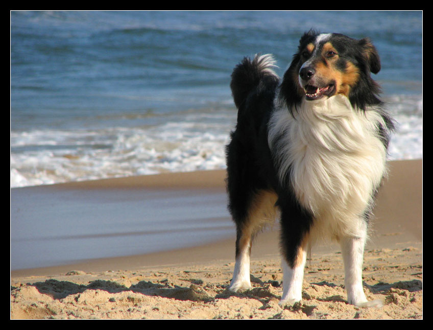 beach dog 2 ;-)