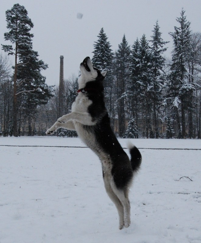 husky