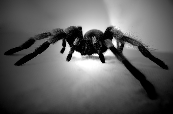 spider