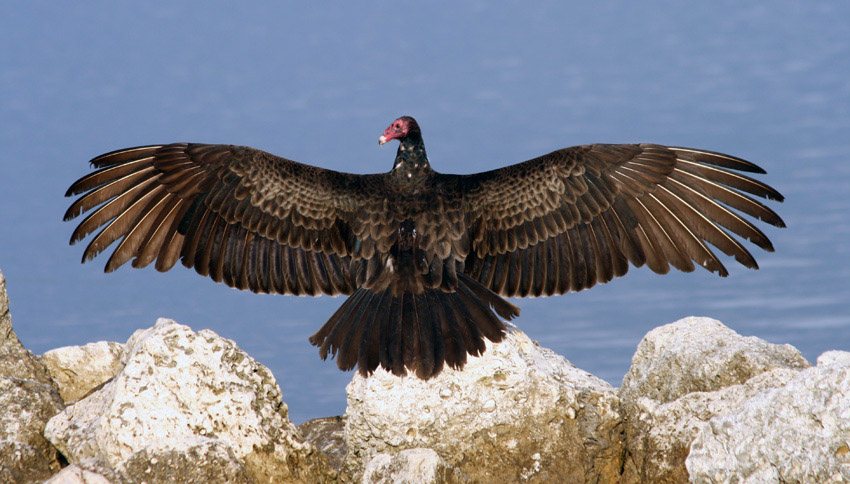 Urubu (sępnik) różowogłowy (Cathartes aura)