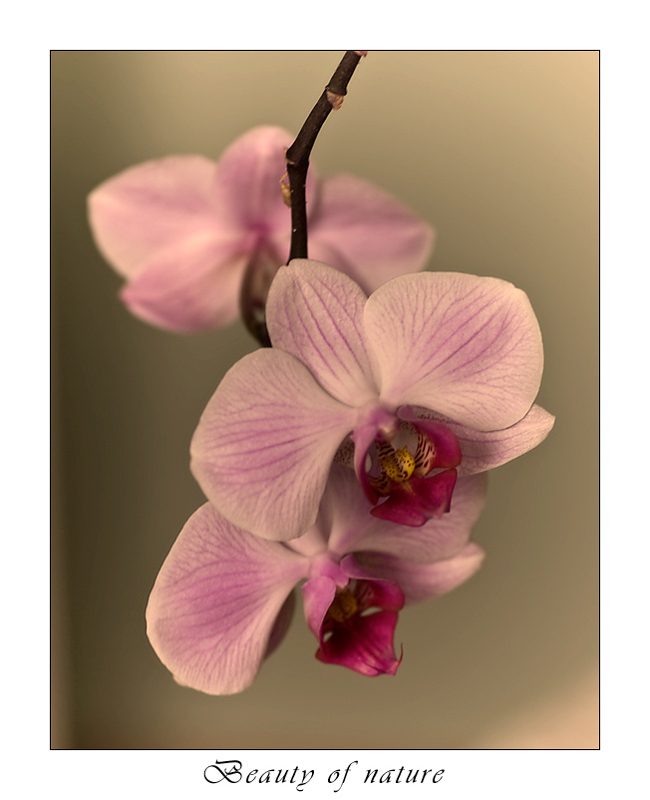 Orchid