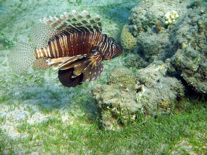 lion fish