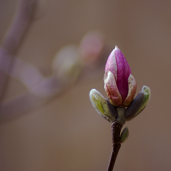 magnoliowy