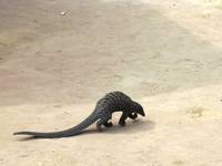 pangolin