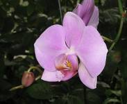 orchidea