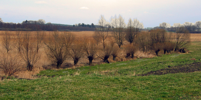 kornik1982