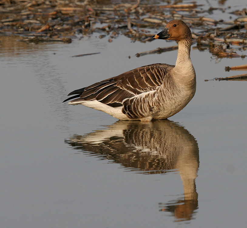 Tajga goose