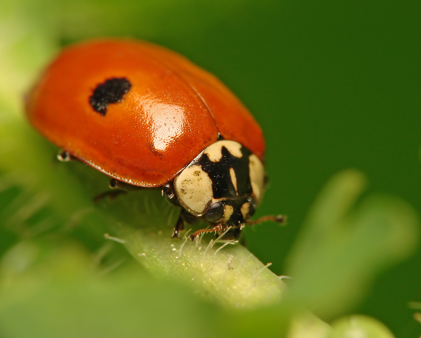 Biedronka dwukropka (Adalia bipunctata)