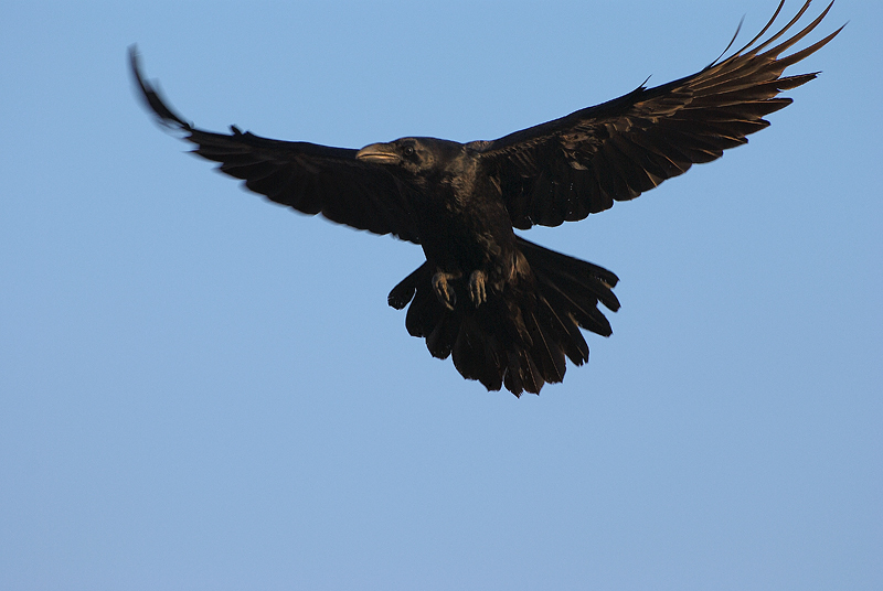 Black angel