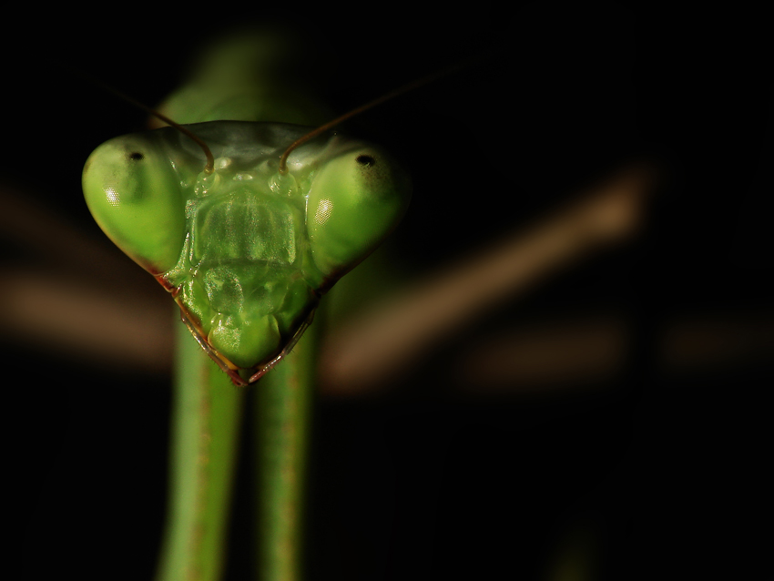 Mantis