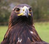 Golden Eagle