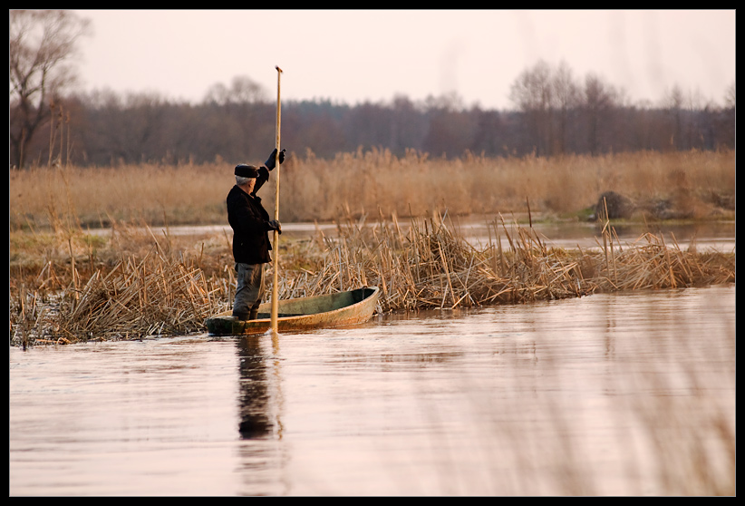 Narew