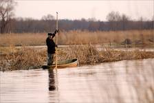 Narew