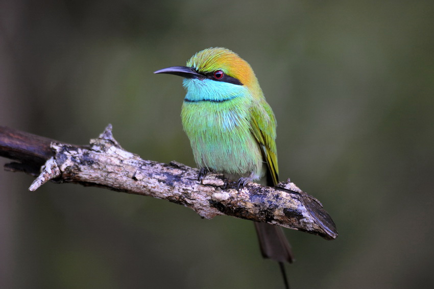 Bee-eater.