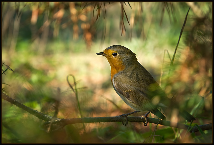 [Erithacus rubecula]