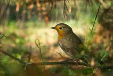 [Erithacus rubecula]