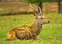 break time in Richmond Park...