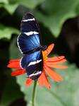 Heliconius Sara Theudela