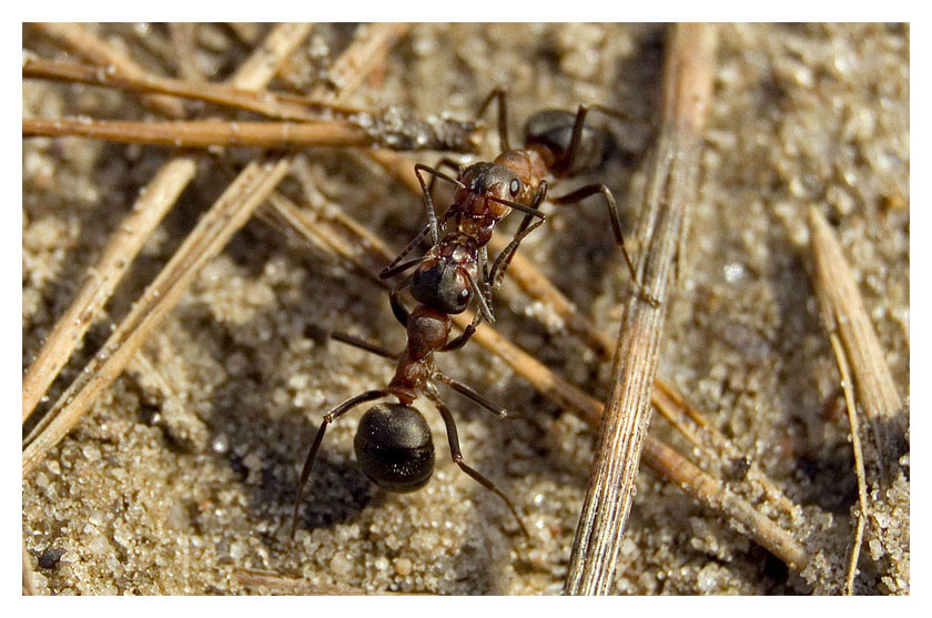 Formica Rufa