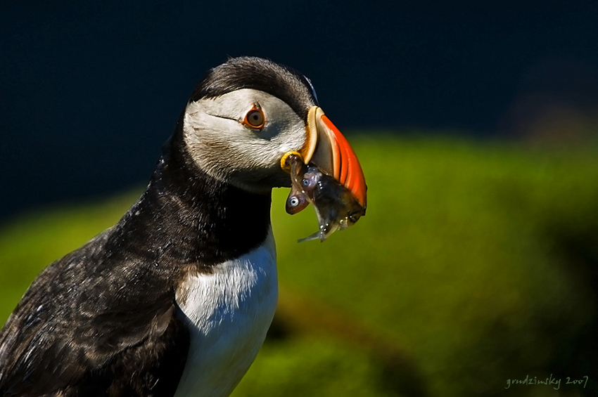 Puffin