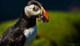 Puffin