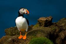 Puffin