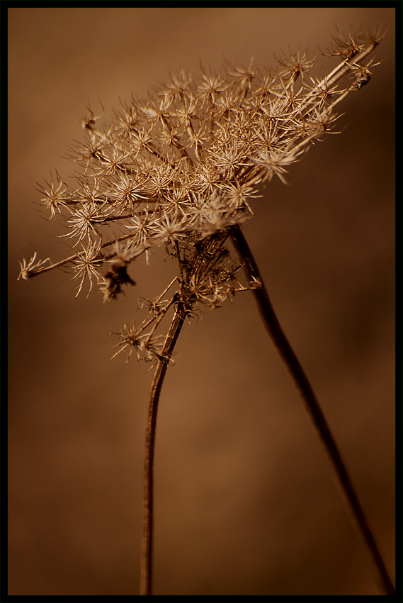 Heracleum sphondylium