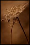 Heracleum sphondylium